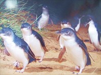 парад пингвинов